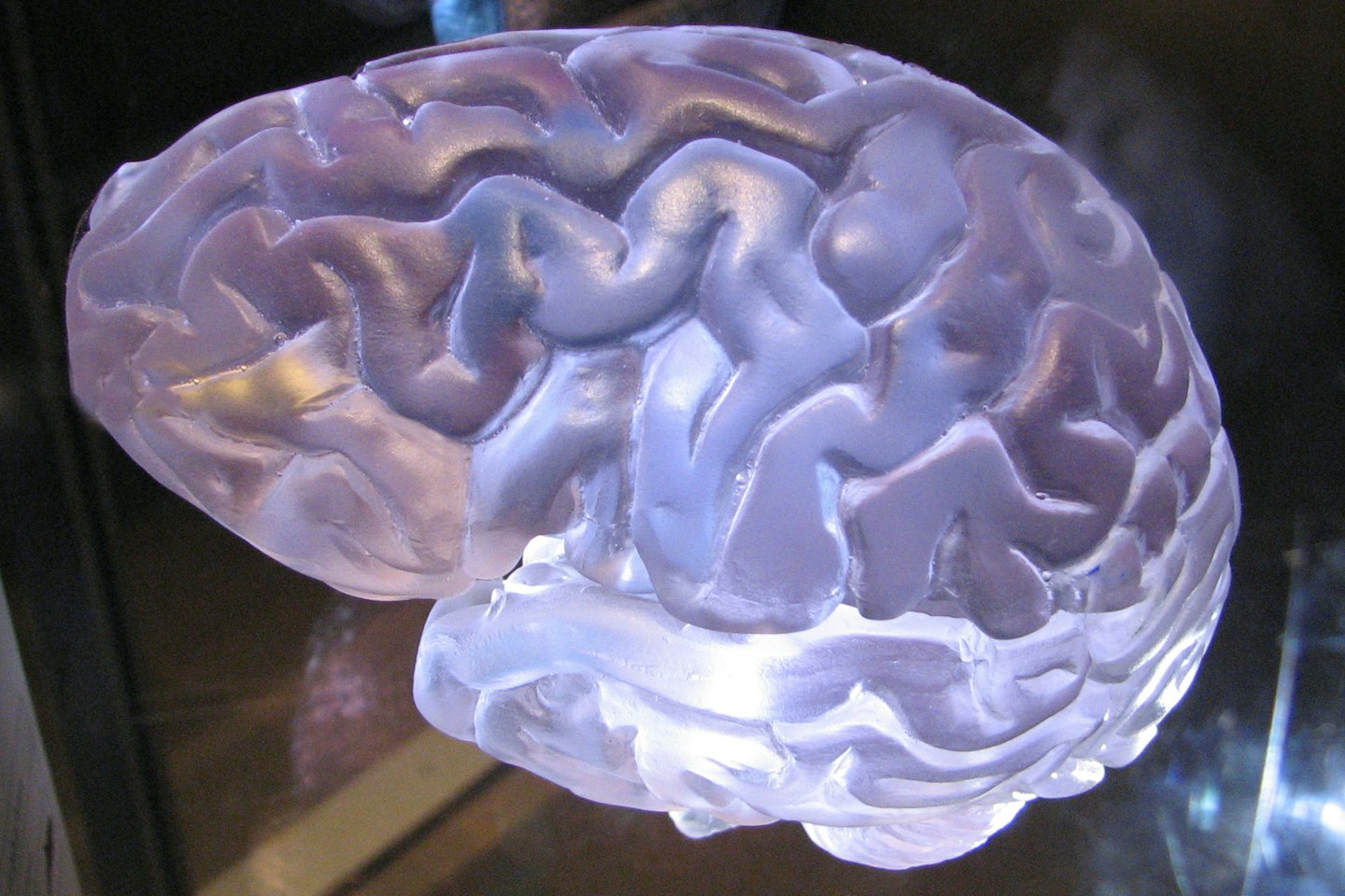 Glowing translucent brain model with purple and blue light.